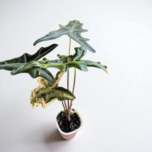 Alocasia Nobilis Pink