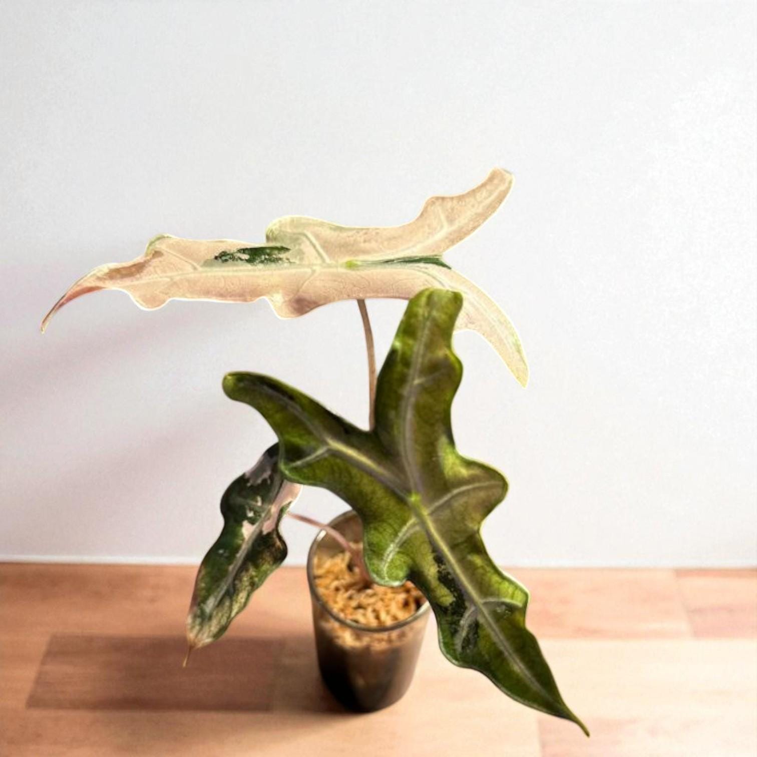Alocasia Nobilis Pink Variegated - Unique Indoor Plant – Cacti Nest