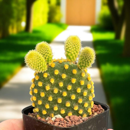 Bunny Ear Cactus