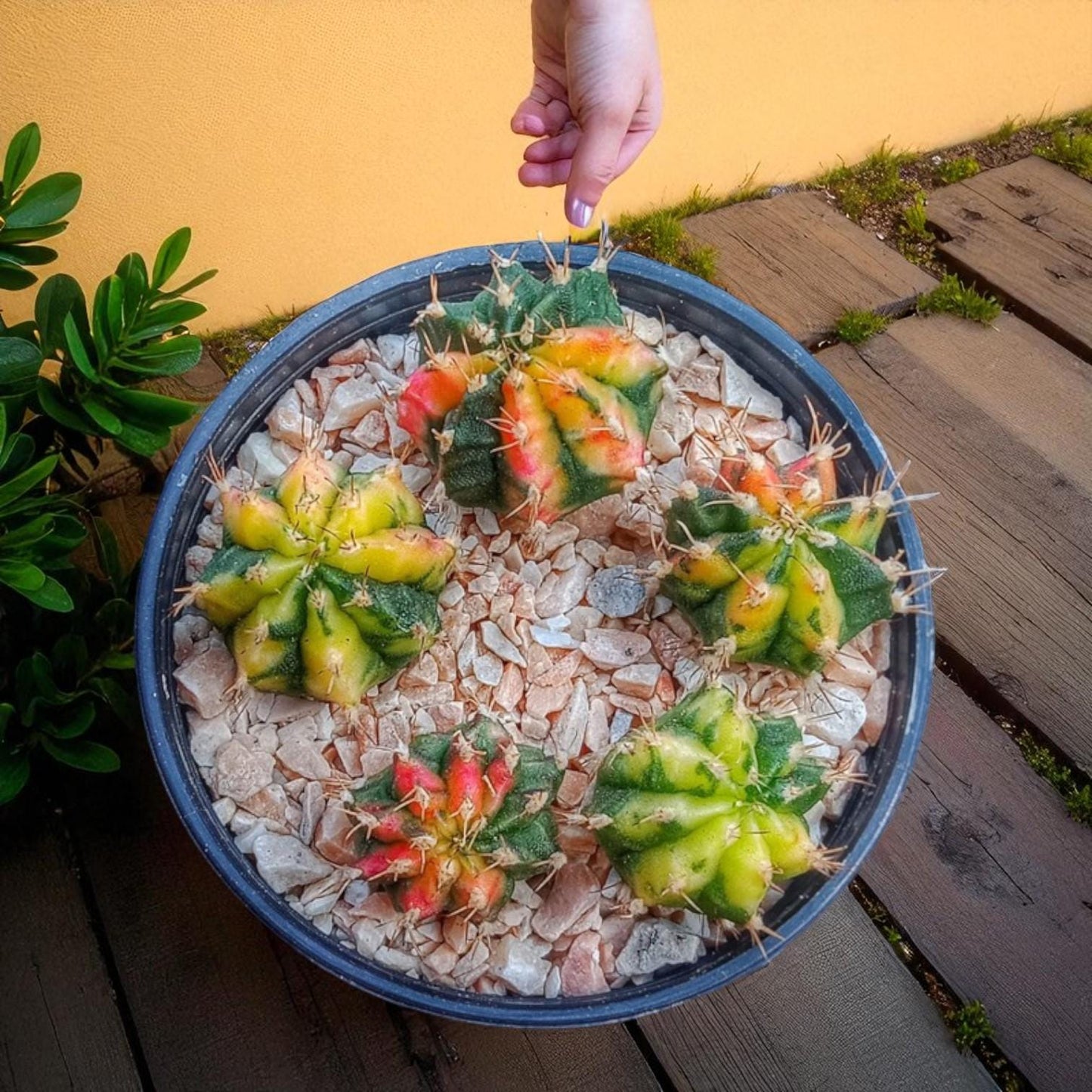 Gymnocalycium Multicolor