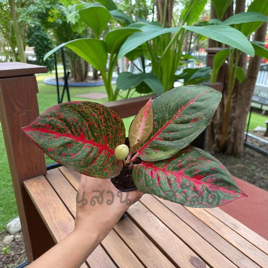 aglaonema