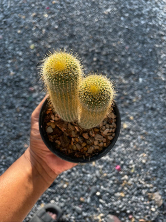 Alternate Angle of 2 Golden Ball Cactus: Parodia Leninghausii Live Succulent - Easy Care Houseplant, highlighting its cactus look and listing presentation