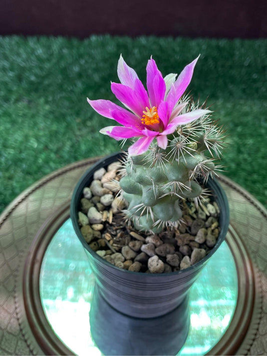 2 Mini Mammillaria Schumannii Cactus: Rare Flowering Succulent