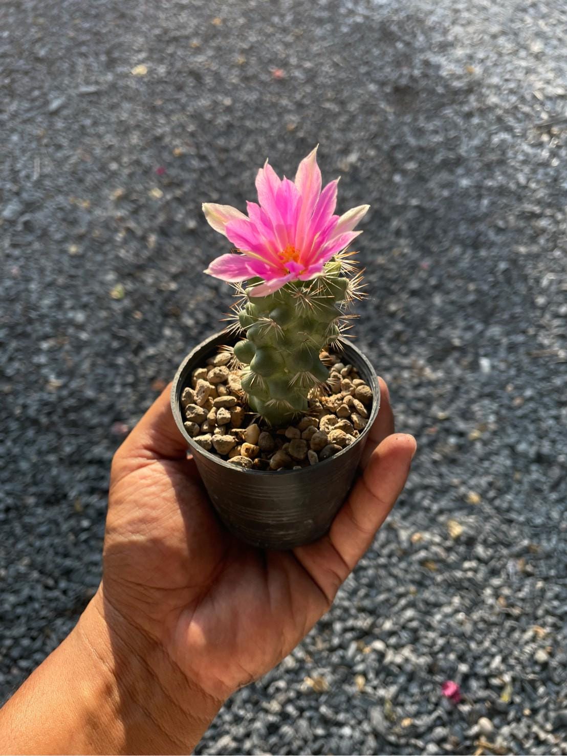 Size reference — 2 Mini Mammillaria Schumannii Cactus: Rare Flowering Succulent | Cacti Nest