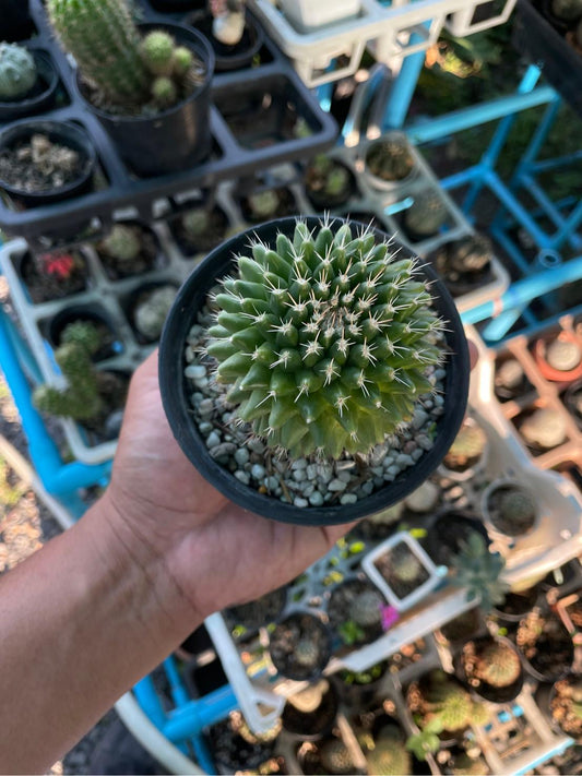 Alternate Angle of Mammillaria Cactus, Live Indoor Succulent Collection, Mini Desert Plant Bundle, Easy Care Houseplant Gift, Windowsill Decor, highlighting its cactus look and listing presentation