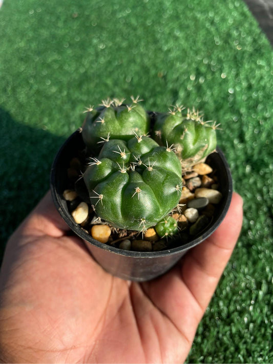 2 Pcs Chin Cactus - Gymnocalycium reductum 'leucodictyon'