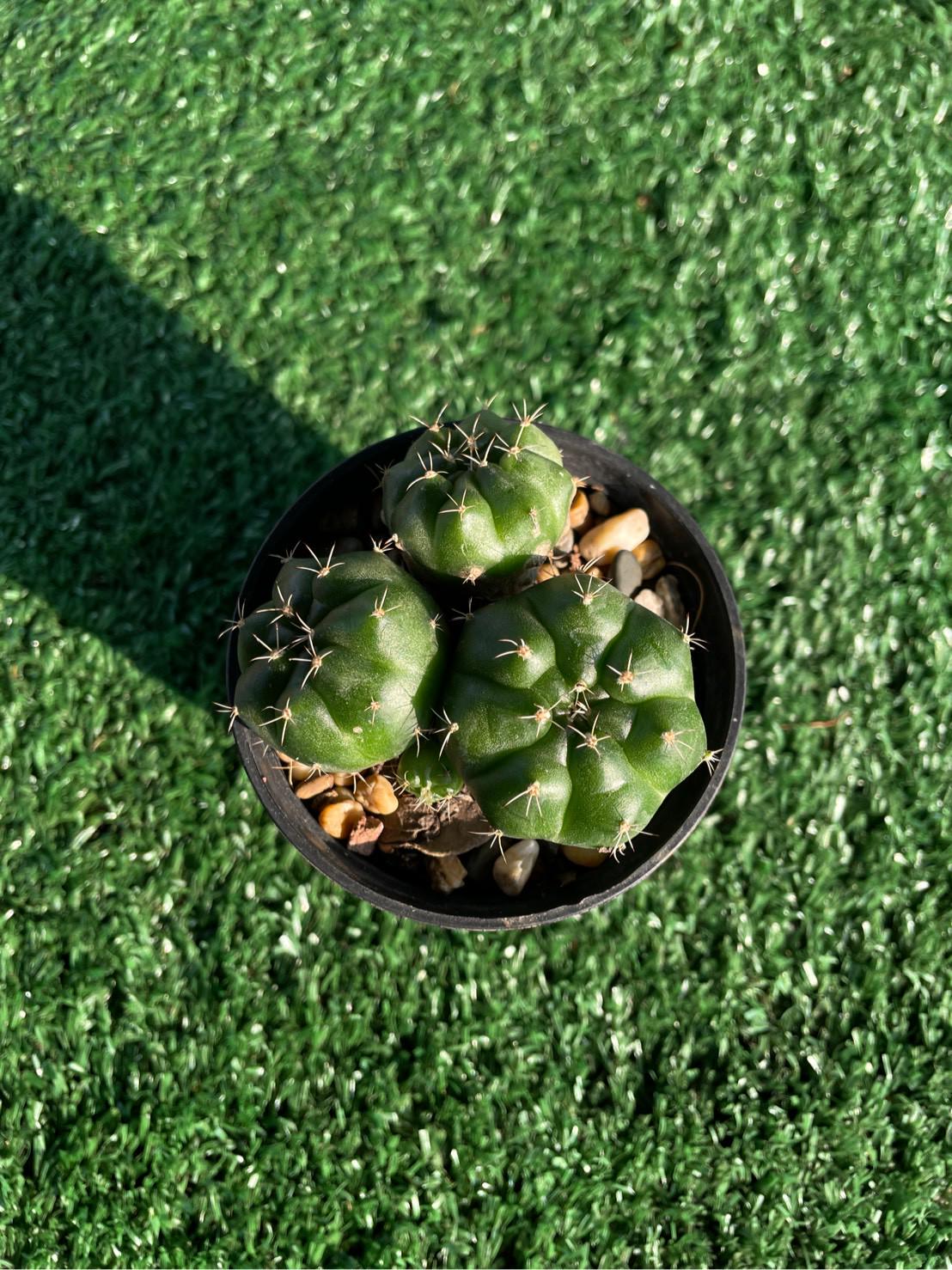 2 Pcs Chin Cactus - Gymnocalycium reductum 'leucodictyon'