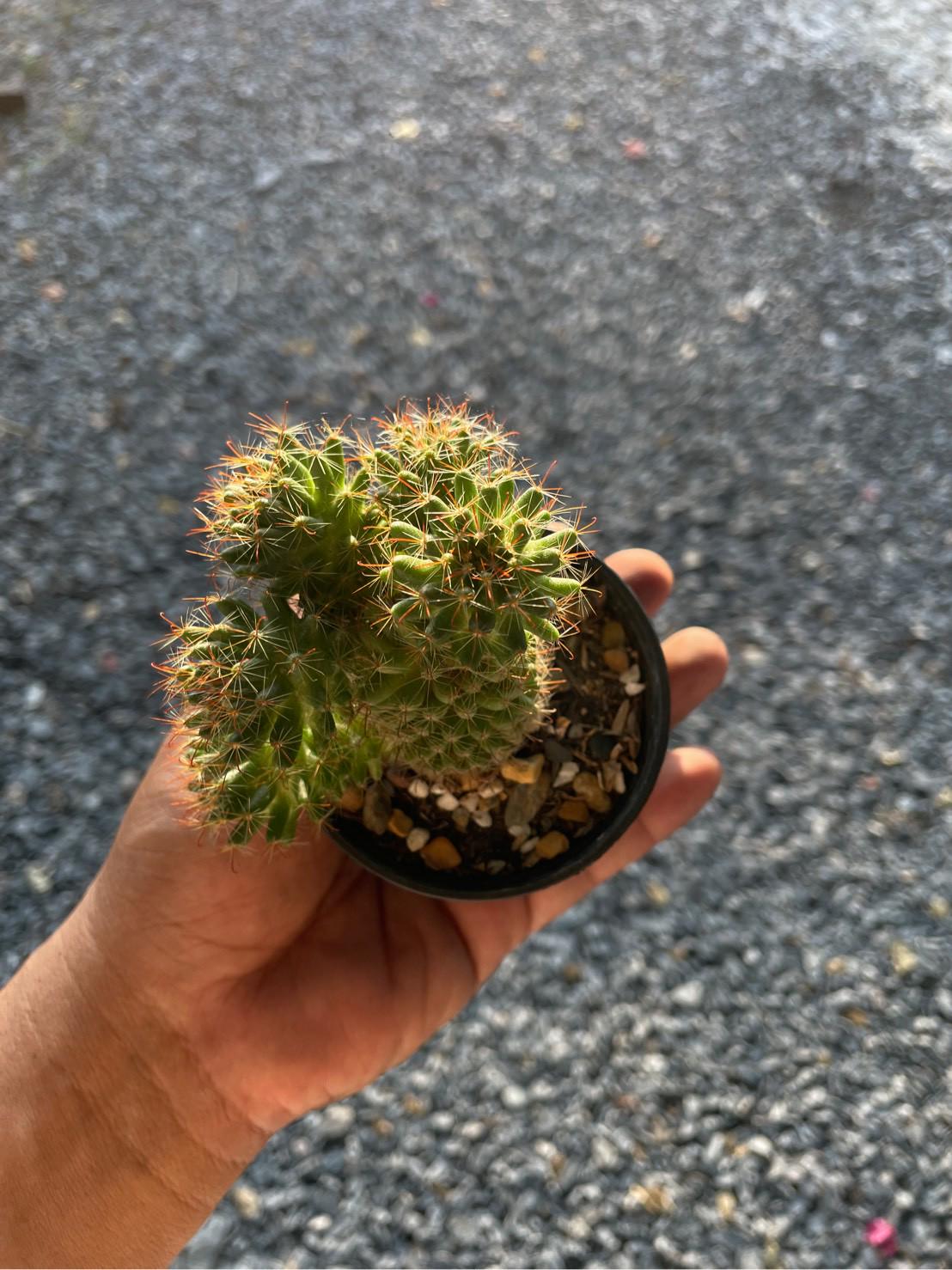 Styled display — Ladyfinger Cactus Indoor Succulent | Cacti Nest