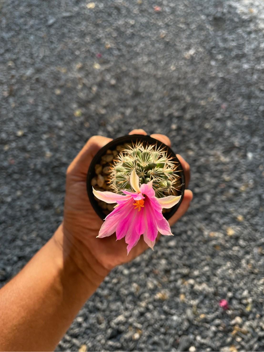 2 Mini Mammillaria Schumannii Cactus: Rare Flowering Succulent