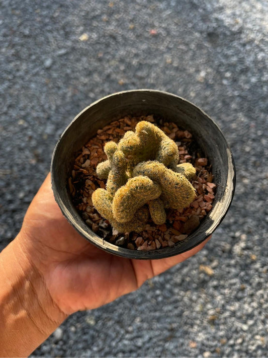 Alternate Angle of Brain Cactus Live Plant, Crested Indoor Succulent, Unique Spiral Desert Plant, Easy Care Houseplant Gift, highlighting its cactus look and listing presentation