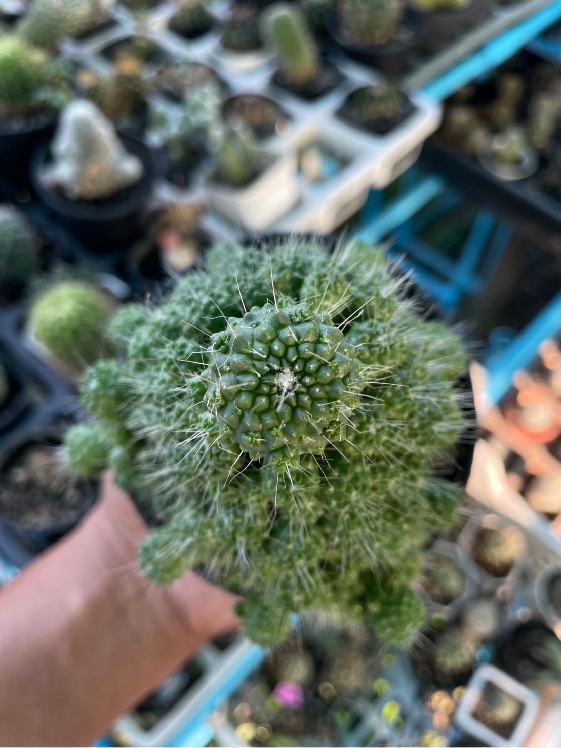 Alt Tag: Mammillaria spinosissima red needle cactus live plant close-up in nursery pot, unique indoor succulent for decor or gift
