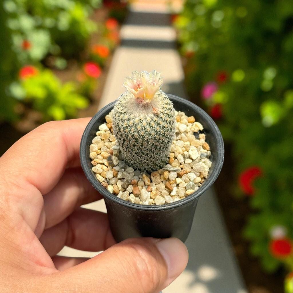 Scale Reference View of Button Cactus Mini Indoor Plant, Easy Care Desert Succulent, Small Potted Houseplant, Desk Decor Gift, Live Cactus Plant, highlighting its cactus look and listing presentation