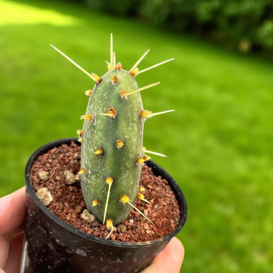 2 Watermelon Paddle Cactus: Colorful Indoor Succulent - Unique Houseplant