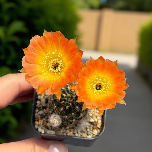 Alternate Angle of Flowering Cactus: Orange Blooms, Easy Care Indoor Succulent (2 Pcs), highlighting its cactus look and listing presentation