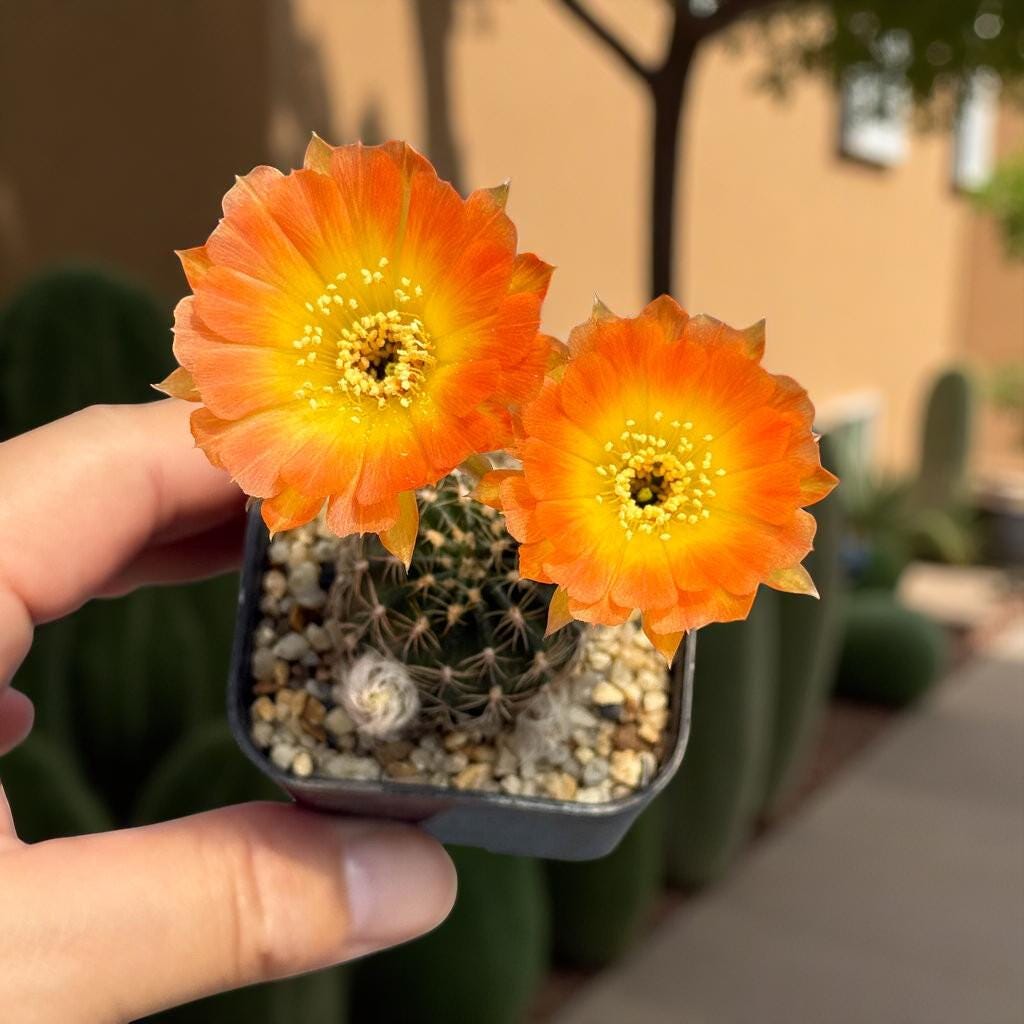 Styled Display View of Flowering Cactus: Orange Blooms, Easy Care Indoor Succulent (2 Pcs), highlighting its cactus look and listing presentation