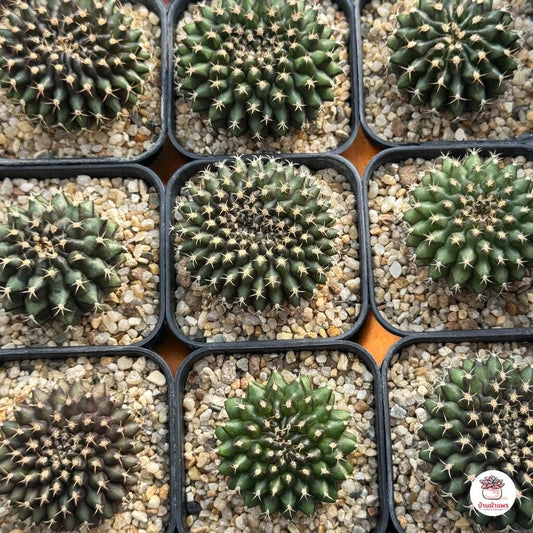 2 Crested Green Cactus Plants: Wavy Cristate Succulent - Unique Indoor Decor