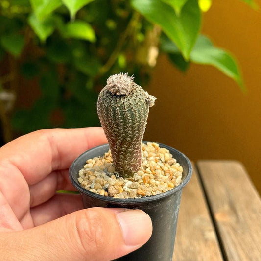 2 Mini Button Cactus with Pink Flower: Easy Care Desk Succulents