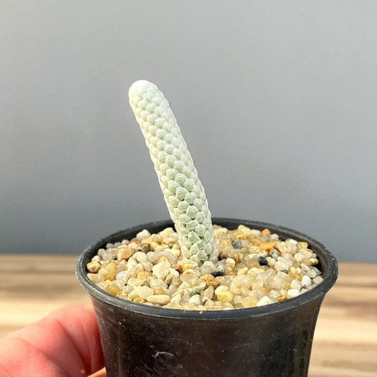 Close-up detail — Mini Paper Scale Succulent Plant | Cacti Nest