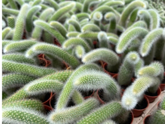 Alternate Angle of Monkey Tail Cactus: Live Trailing Succulent - Unique Indoor Plant, highlighting its cactus look and listing presentation