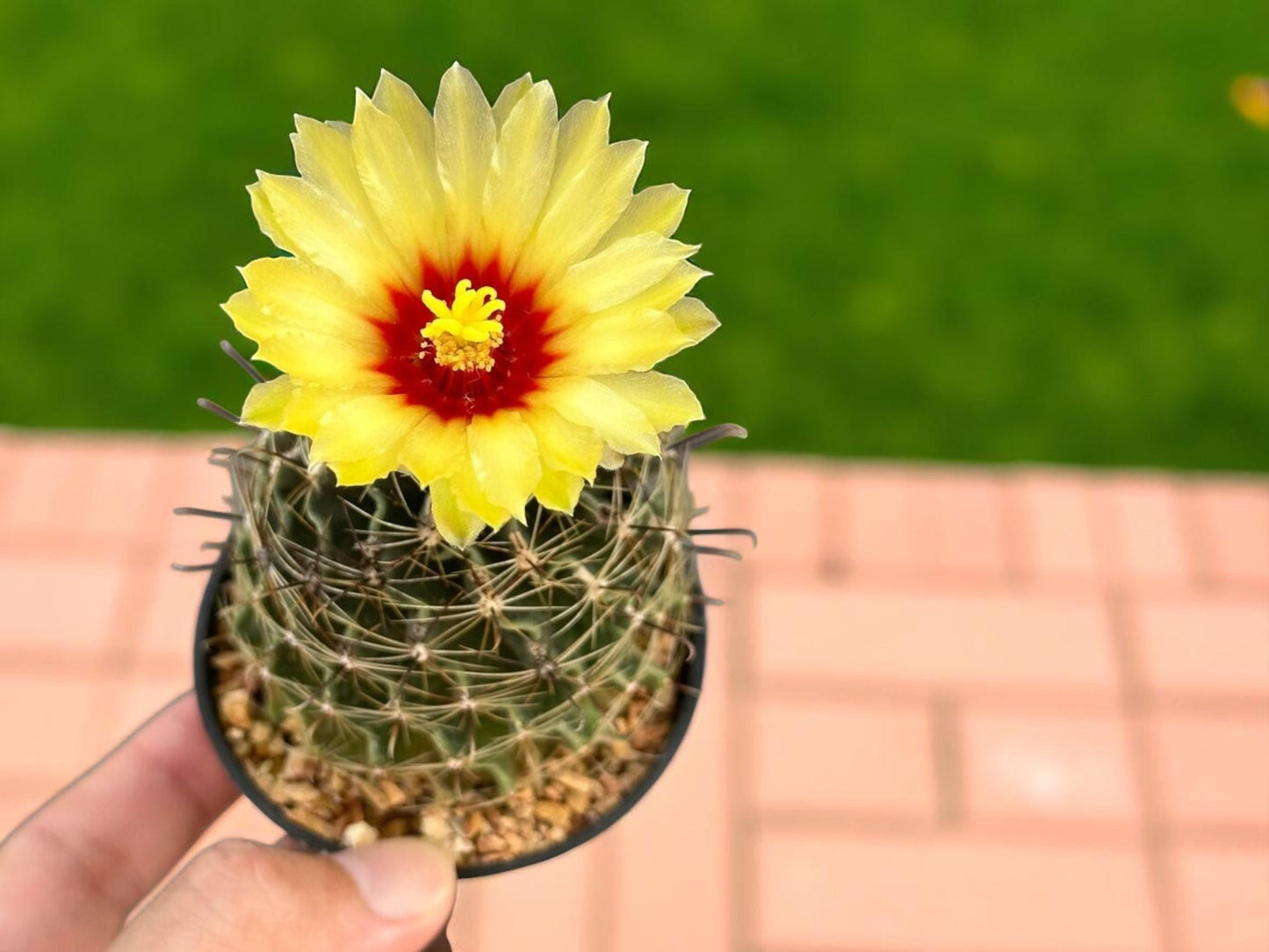 Mini Hamatocactus Setispinus Cactus