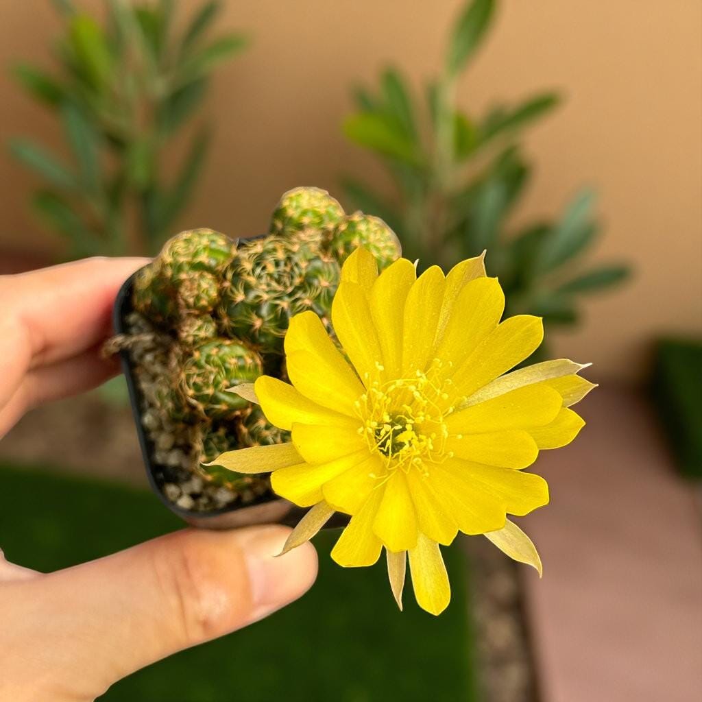 Packaging View of Mini Cluster Cactus Live Plant, Small Indoor Succulent, Easy Care Desk Plant, Desert Houseplant Gift, Cute Potted Cactus Decor, highlighting its cactus look and listing presentation