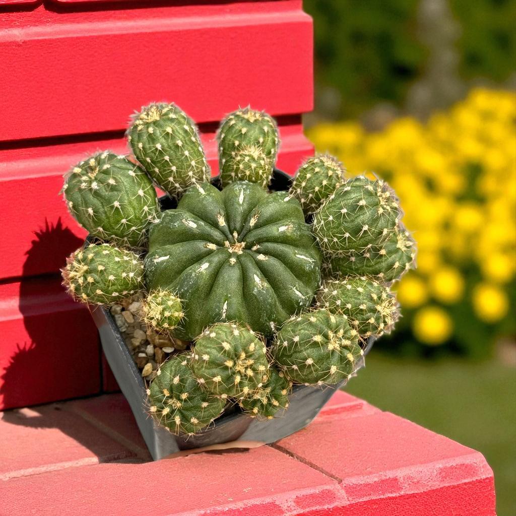 Matucana Polzii Cactus