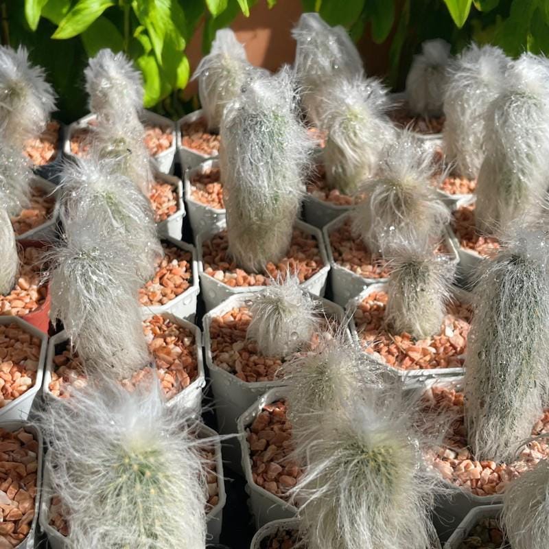 Old Man Cactus: Fuzzy Cephalocereus Senilis Succulent - Unique Desert Houseplant
