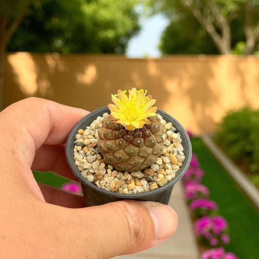 blooming cactus plant- indoor cactus plant