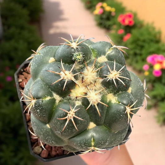Elephant Ear Paddle Cactus: Easy-Care Indoor Succulent