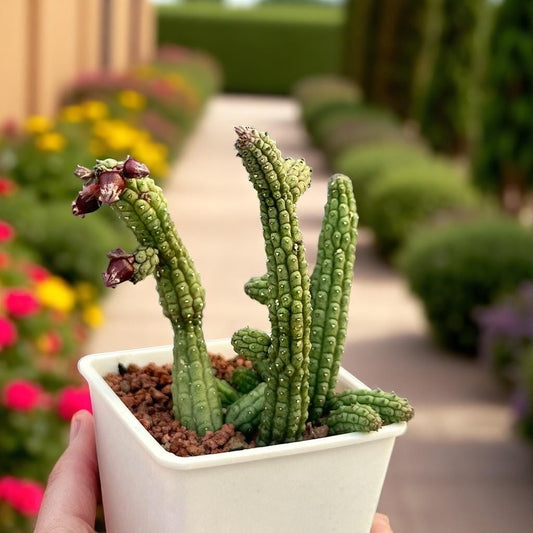 Alternate angle — Mini Tubular Succulent: Bell-Shaped Flowers | Cacti Nest