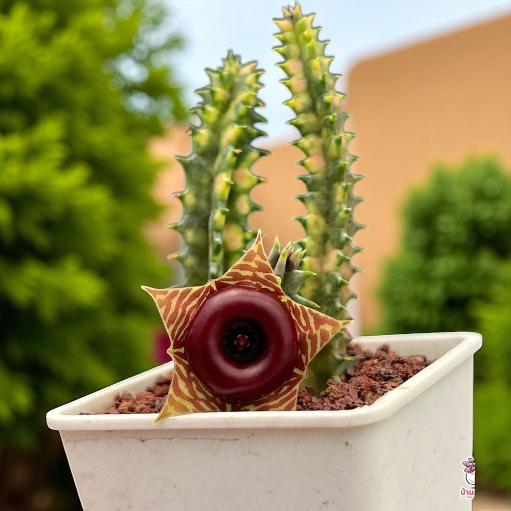 Variegated Cactus: Colorful Striped Succulent - Easy Care Houseplant