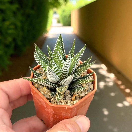 Alternate Angle of Zebra Succulent Plant: Live Potted Indoor Cactus, Easy Care, highlighting its cactus look and listing presentation