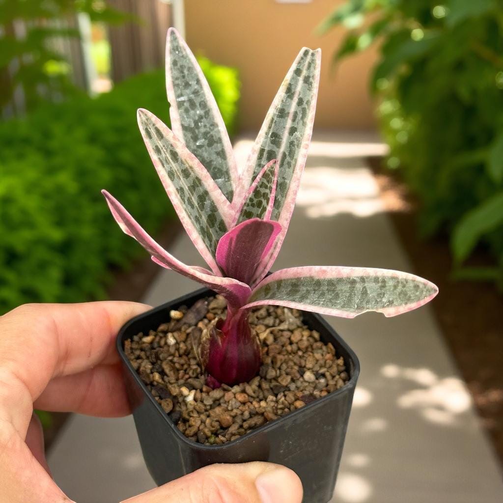 Ledebouria socialis Variegata