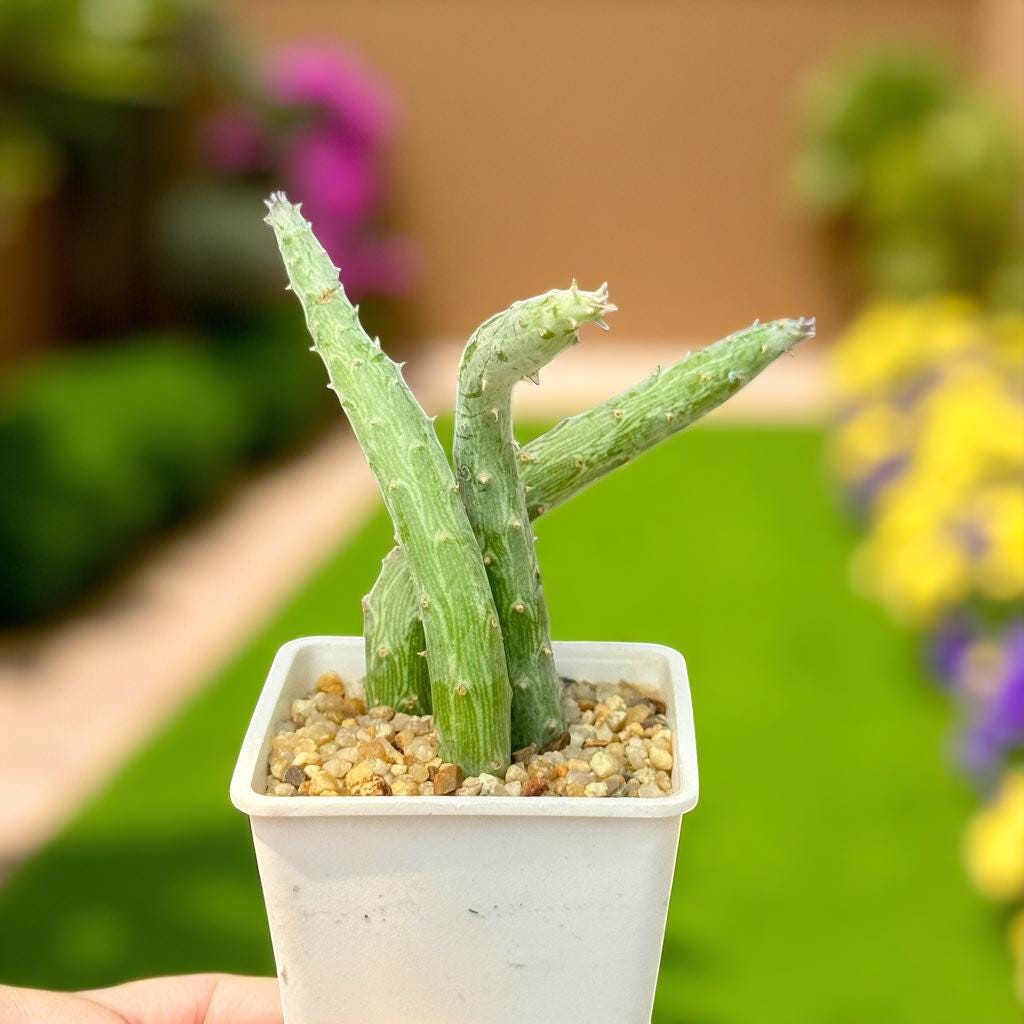 Hanging Senecio Succulent: Live Indoor Plant, Easy Care Decor