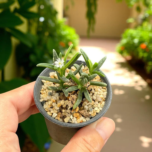 Alternate Angle of Mini Leafy Cactus: Unique Potted Succulent - Easy Care Houseplant, highlighting its cactus look and listing presentation