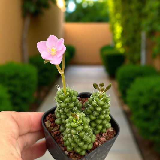 Alternate Angle of 2 Mini Pink Rosette Succulents: Colorful Easy-Care Houseplant, highlighting its succulent look and listing presentation