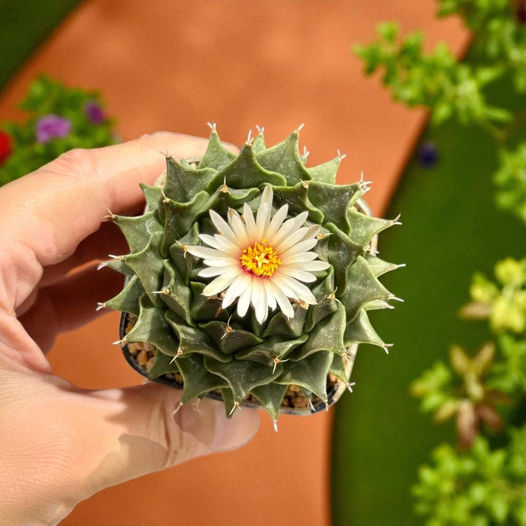 Packaging View of Colorful Mini Cactus Live Plant, Small Indoor Succulent, Easy Care Desk Plant, Unique Houseplant Gift, Cute Mini Potted Cactus Decor, highlighting its cactus look and listing presentation