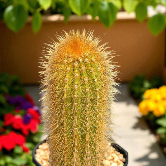 2 Pcs Staghorn Cactus, Unique Branching Succulent, Live Indoor Plant, Potted Desert Cactus, Easy Care Houseplant, Gift for Plant Lovers