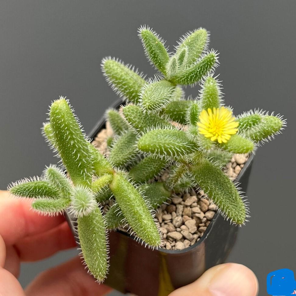 2 Snowflake Succulent Plants: Fuzzy Leaf Indoor Houseplant