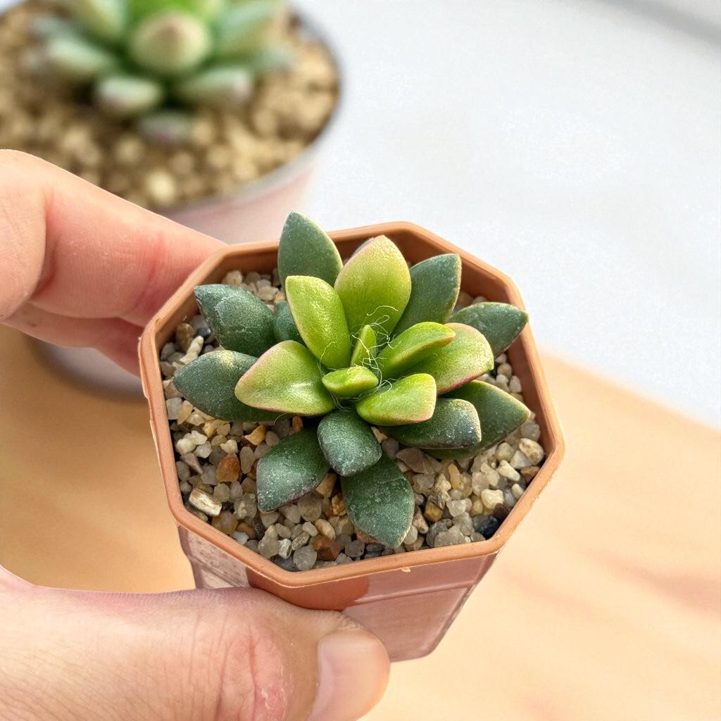 Overhead view — Trailing Rosette Succulent: Pink-Tinted Indoor Plant | Cacti Nest