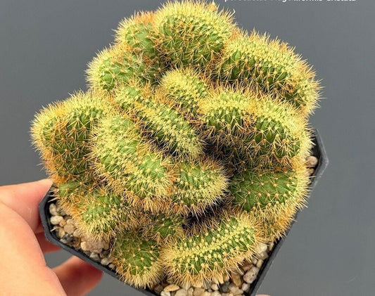 2 Pcs Yellow Squirrel Tail Cactus: Curly Crested Succulent