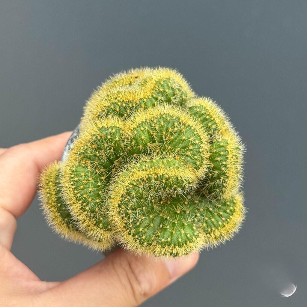 Styled display — 2 Pcs Yellow Squirrel Tail Cactus: Curly Crested Succulent | Cacti Nest