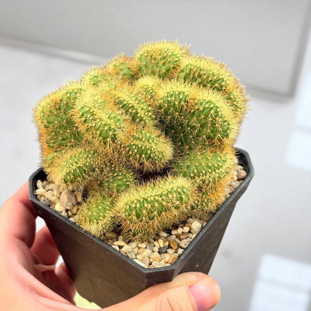2 Pcs Yellow Squirrel Tail Cactus: Curly Crested Succulent