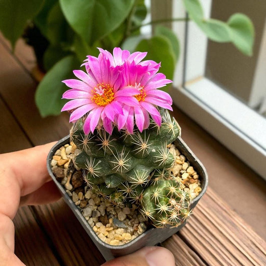Alternate Angle of Christmas cactus live plant, Elephant Cactus Plant Set: Unique Mini Indoor Succulents, highlighting its cactus look and listing presentation
