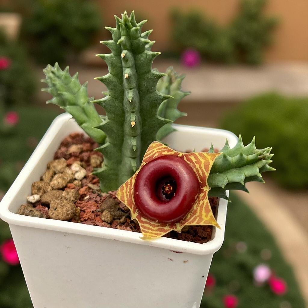 Chinese Pavilion Succulent: Star-Shaped Bloom, Easy Indoor Plant