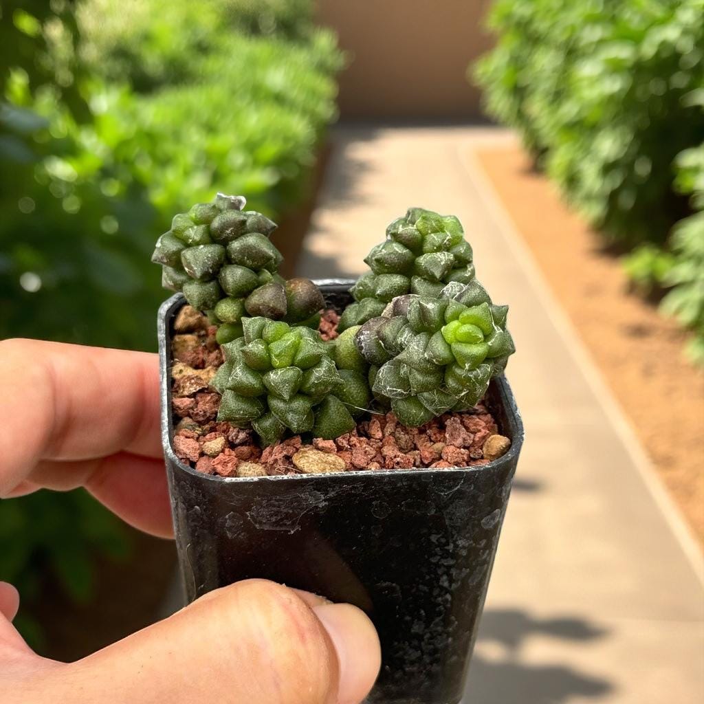 Webbed Rosette Succulent: Mini Indoor Plant, Easy Care Houseplant