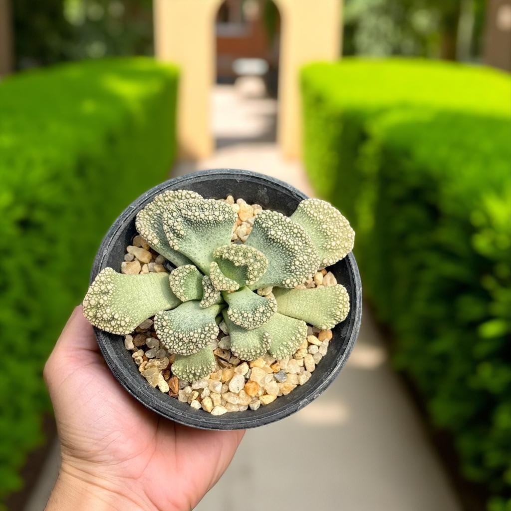 Side view — Concrete Leaf Succulent: Rock Texture Miniature Houseplant - Easy | Cacti Nest