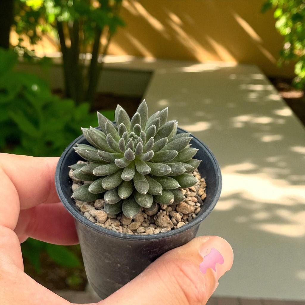 Black Hedgehog Succulent: Spiky Mini Indoor Plant