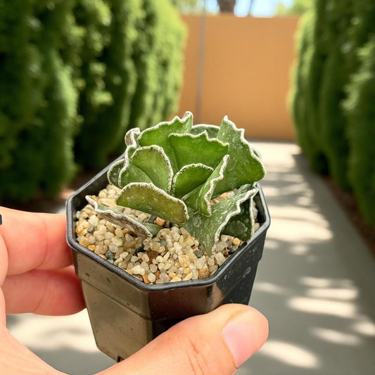 Alternate angle — Patterned Leaf Succulent: Easy Care Indoor Houseplant | Cacti Nest