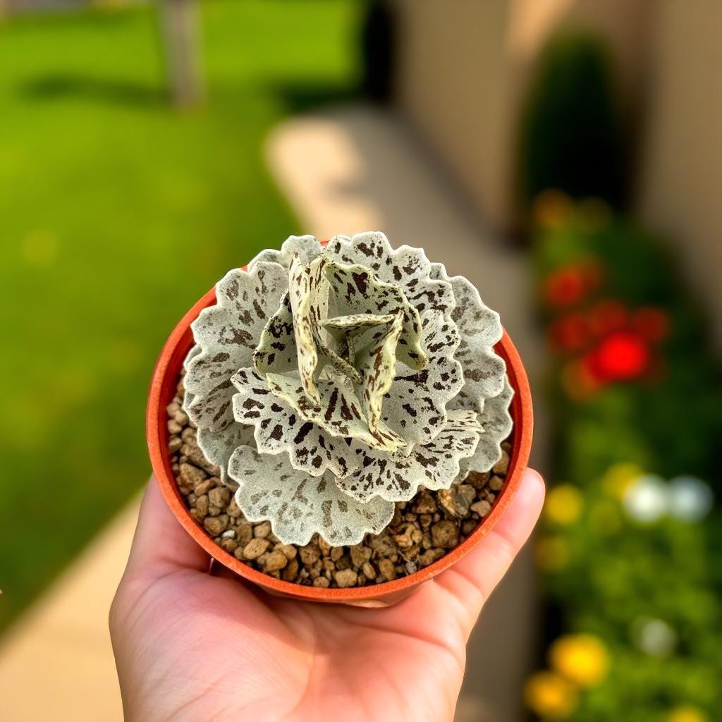 Side view — Silver Leaf Succulent: Mini Potted Houseplant | Cacti Nest